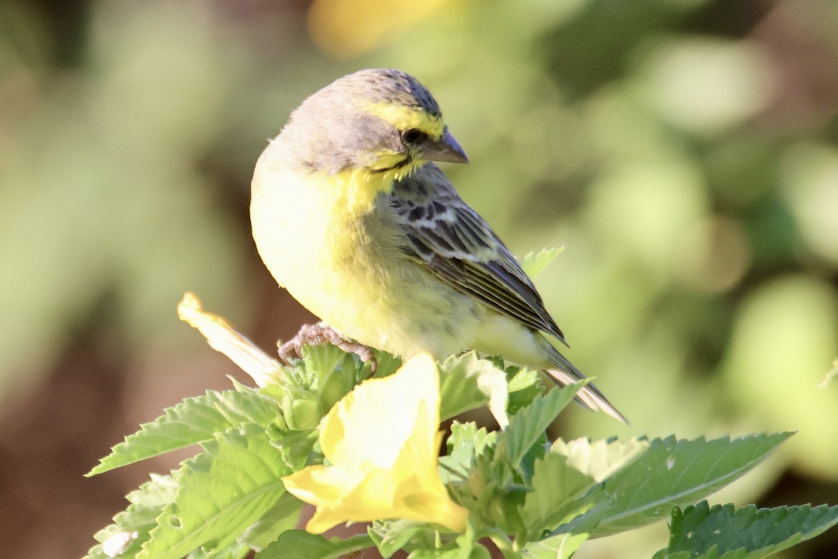 Yellow-fronted Canary - ML646677290