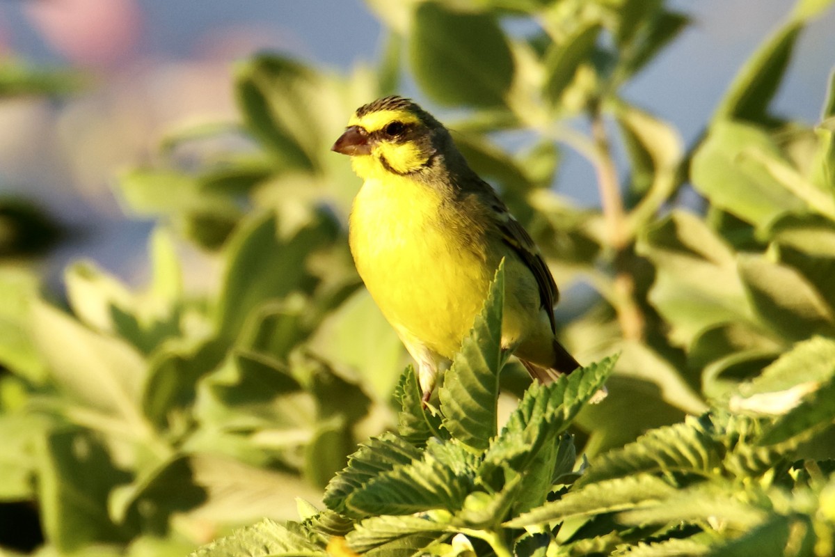 Yellow-fronted Canary - ML646677295