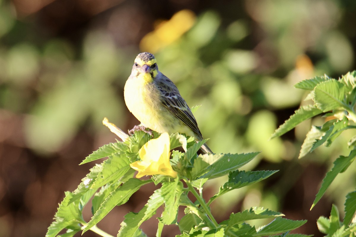 Yellow-fronted Canary - ML646677296