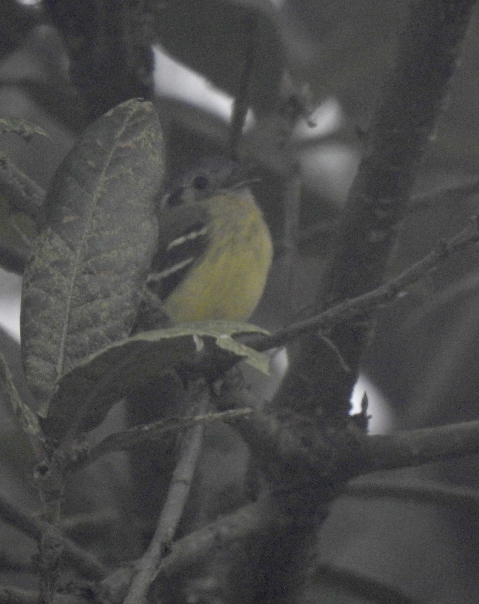 Ashy-headed Tyrannulet - ML646677297