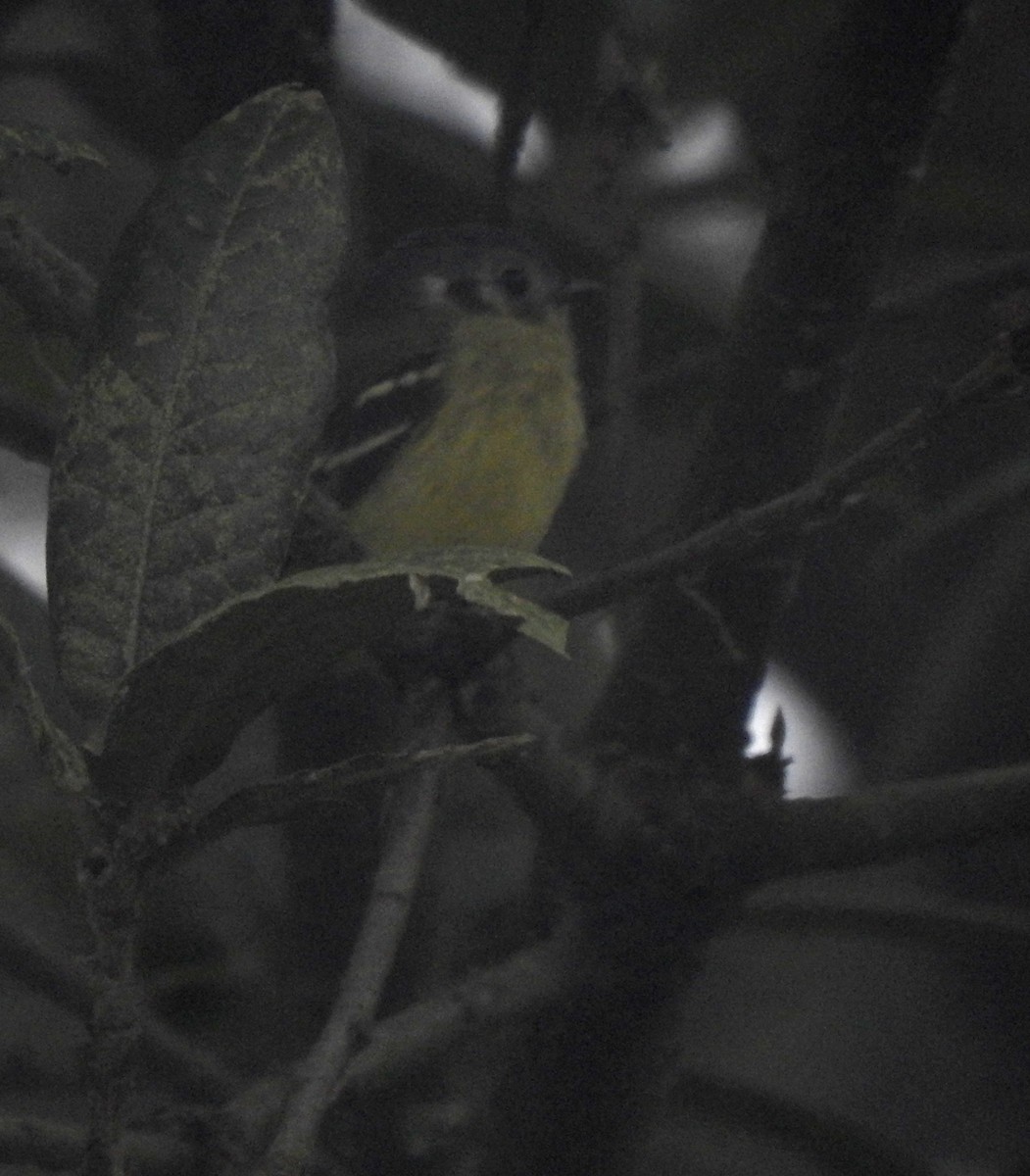Ashy-headed Tyrannulet - ML646677298