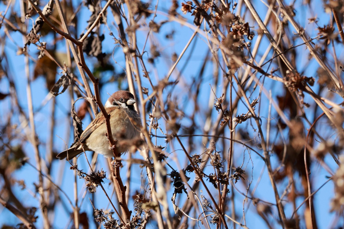 Eurasian Tree Sparrow - ML646677302