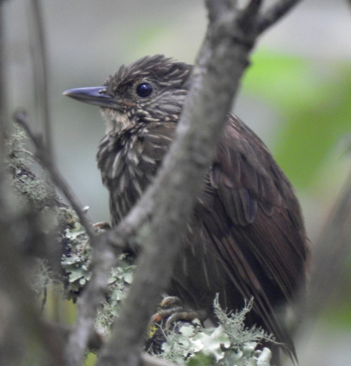 Lineated Foliage-gleaner - ML646677305