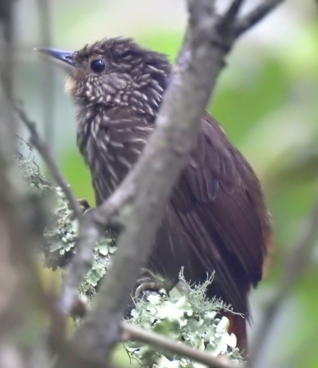 Lineated Foliage-gleaner - ML646677306