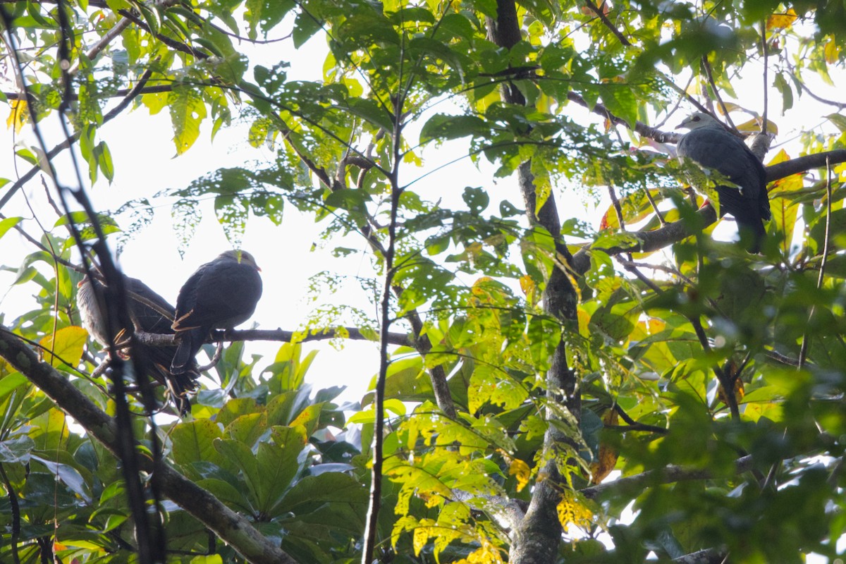 Голуб сивоголовий - ML646677307