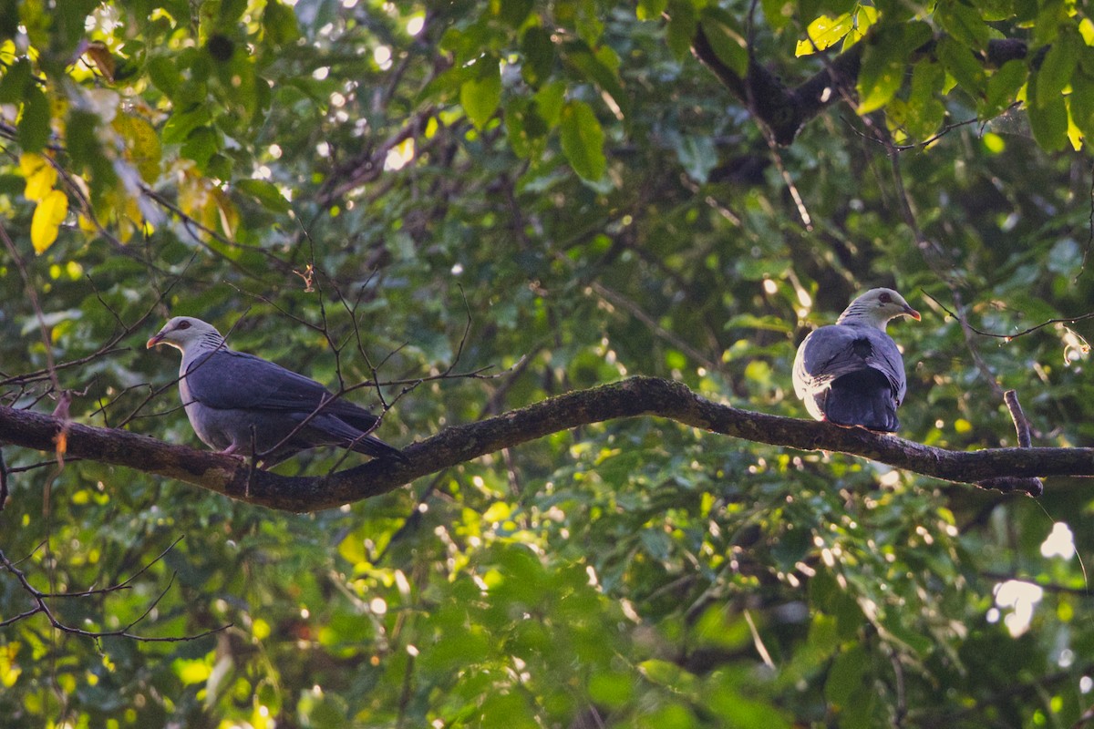 Голуб сивоголовий - ML646677309