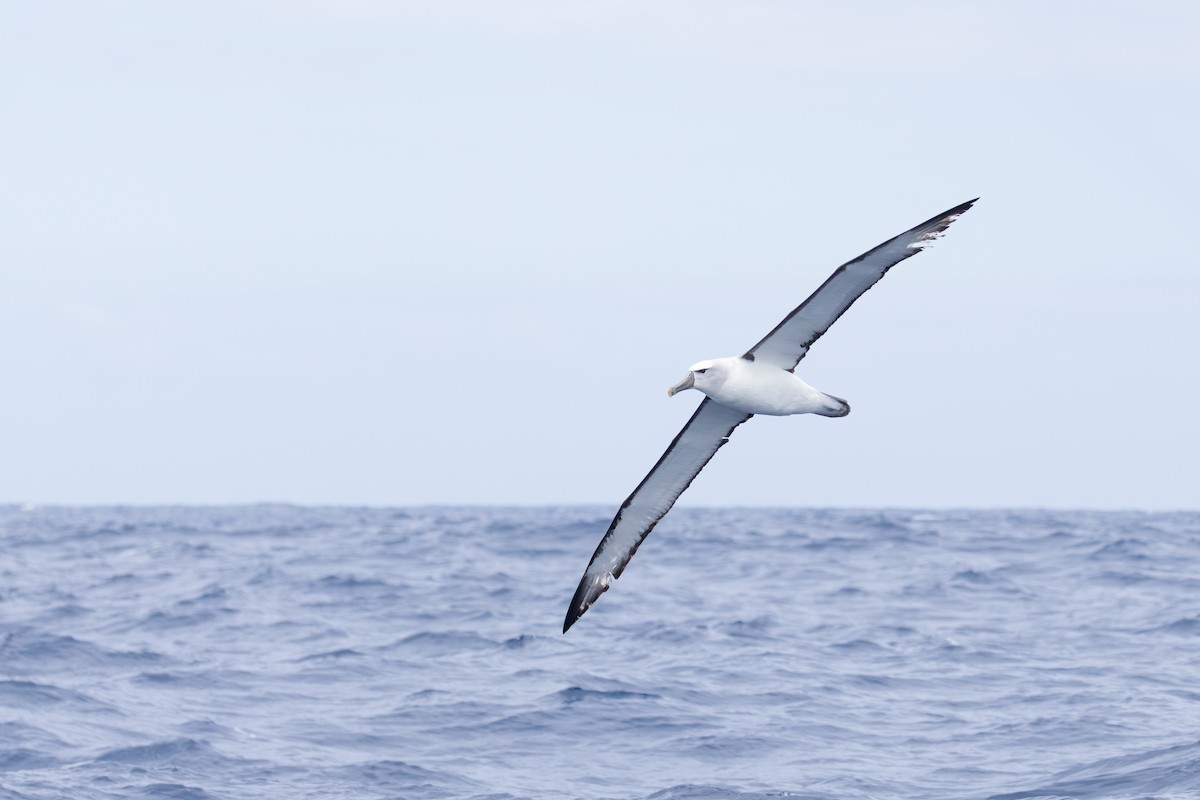 White-capped Albatross - ML646677310