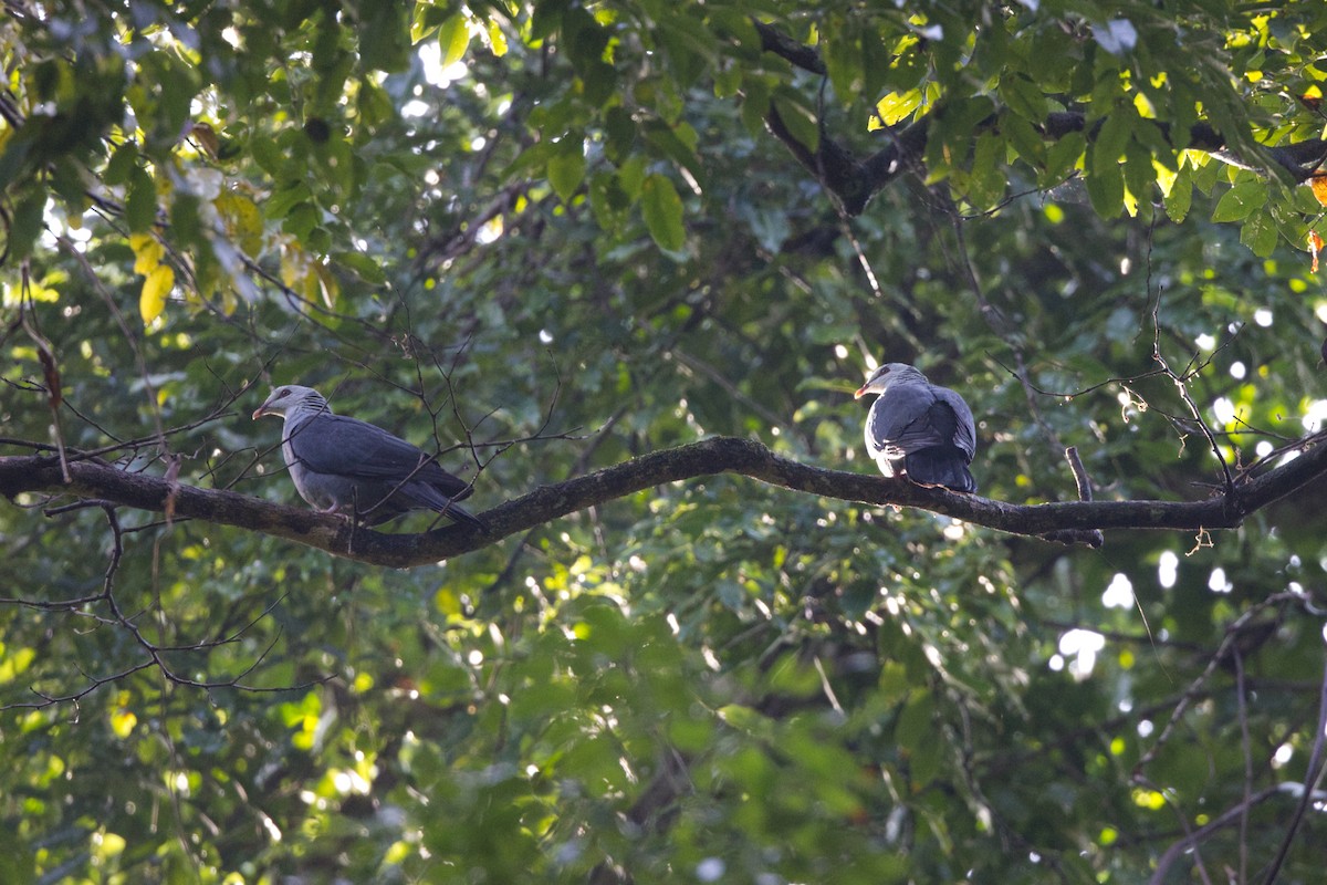 Голуб сивоголовий - ML646677313