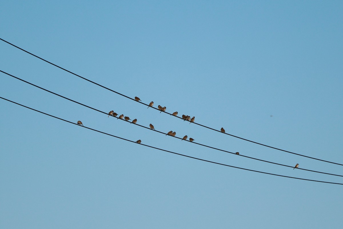 Eurasian Tree Sparrow - ML646677314