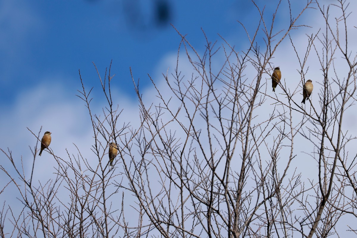Oriental Greenfinch - ML646677317