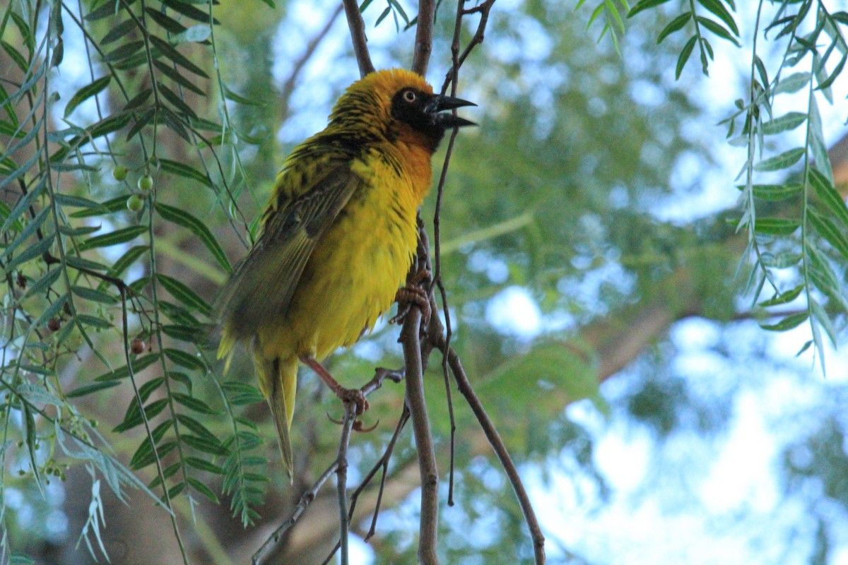 akasievever - ML646677320