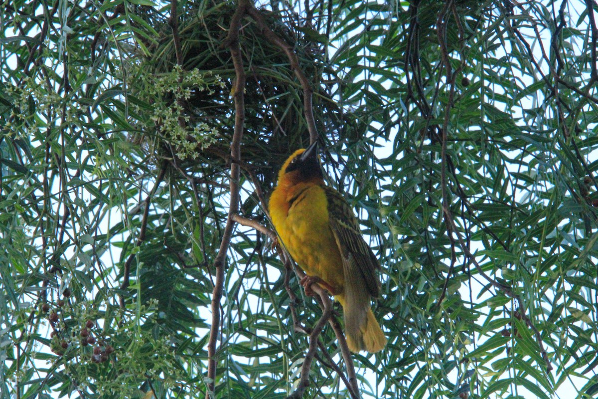 akasievever - ML646677321