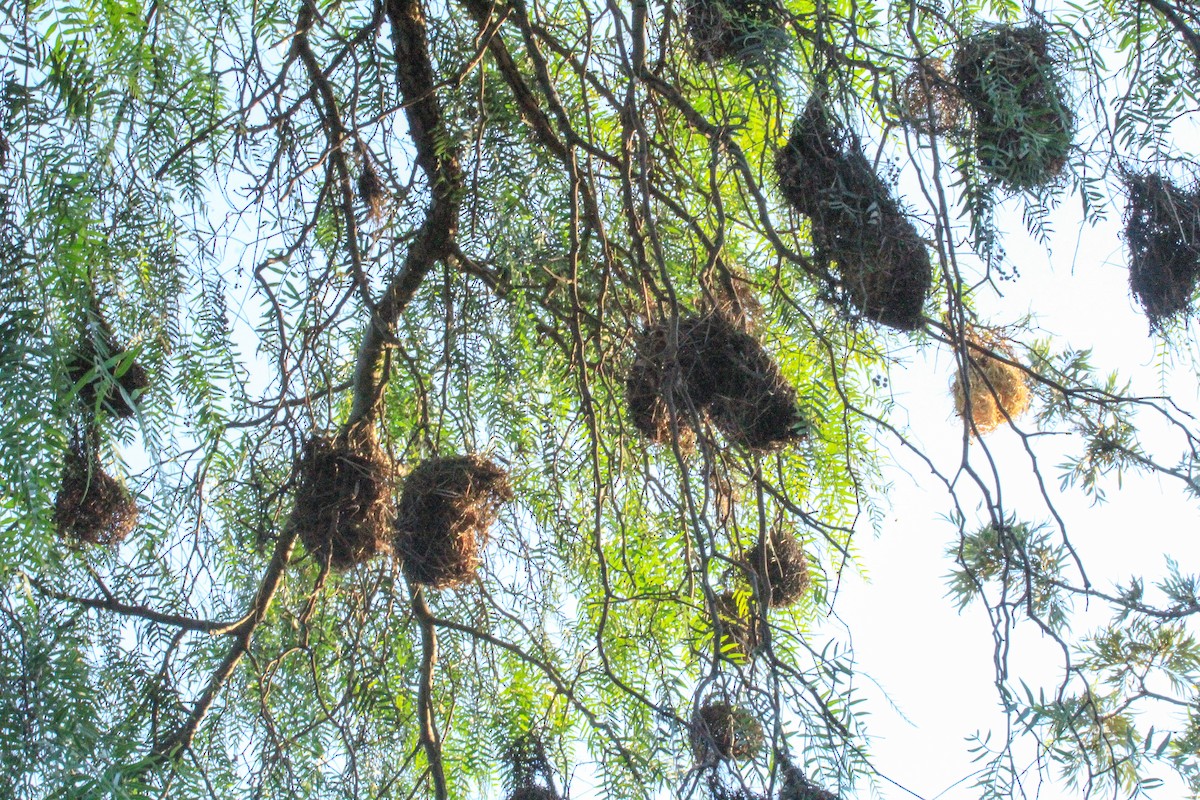 akasievever - ML646677322