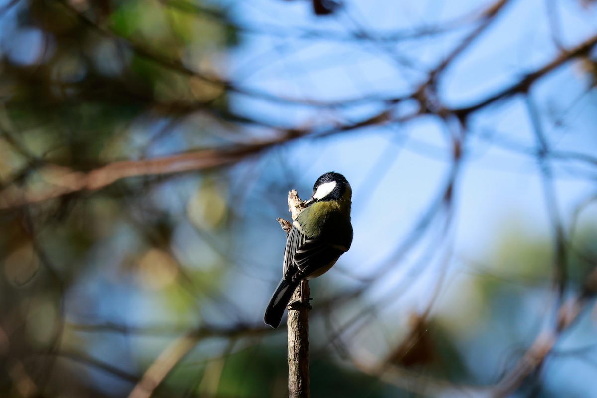 Asian Tit - ML646677329