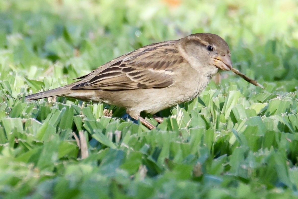 House Sparrow - ML646677330