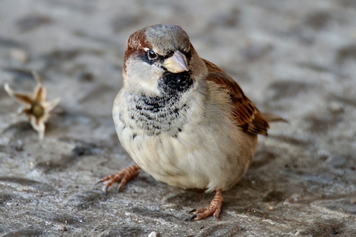 House Sparrow - ML646677331