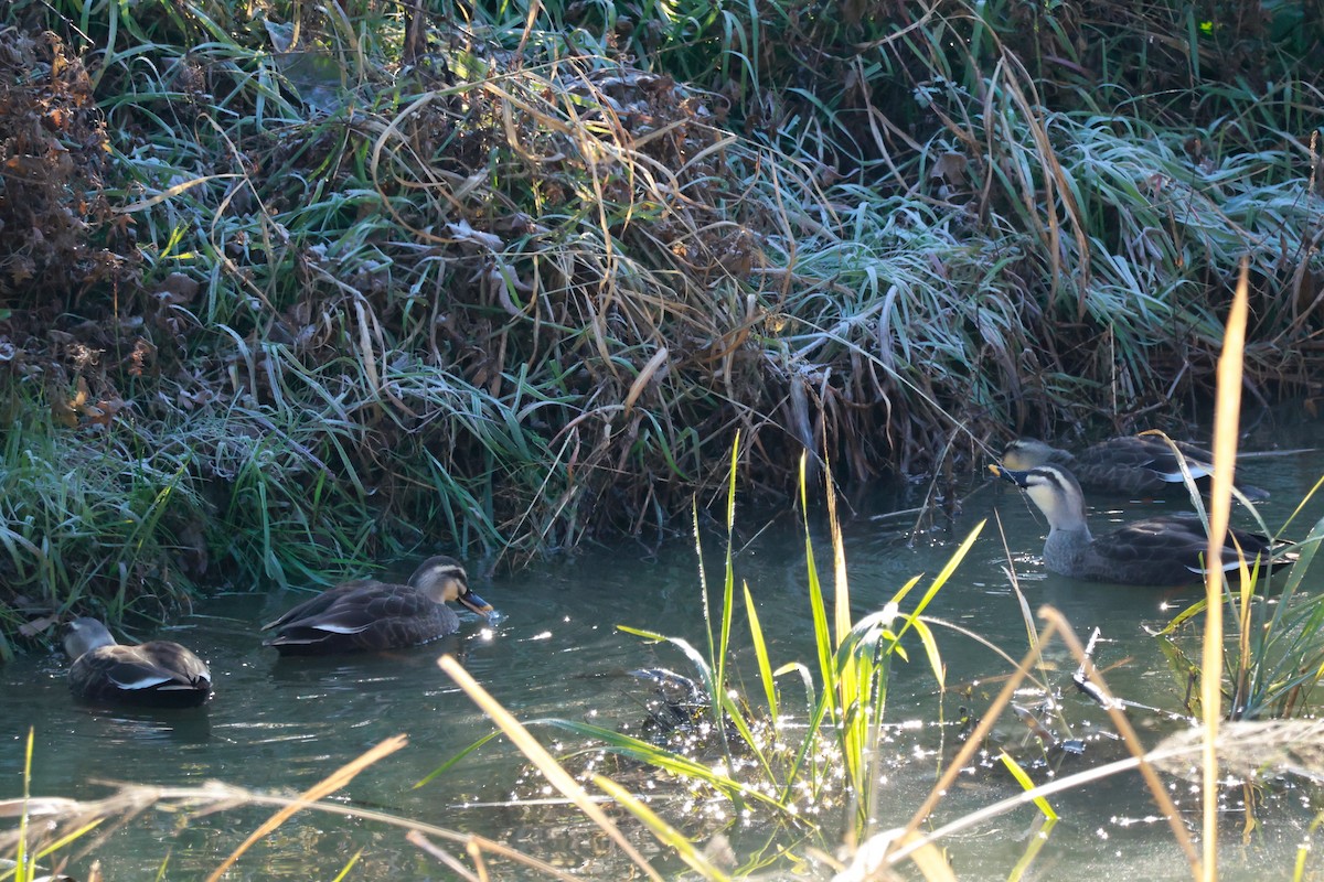 Eastern Spot-billed Duck - ML646677333