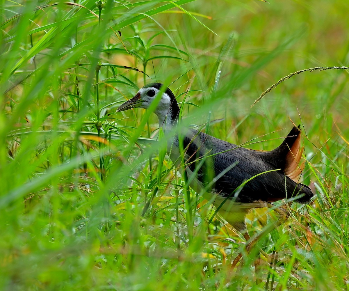 Белогрудый погоныш - ML646677334