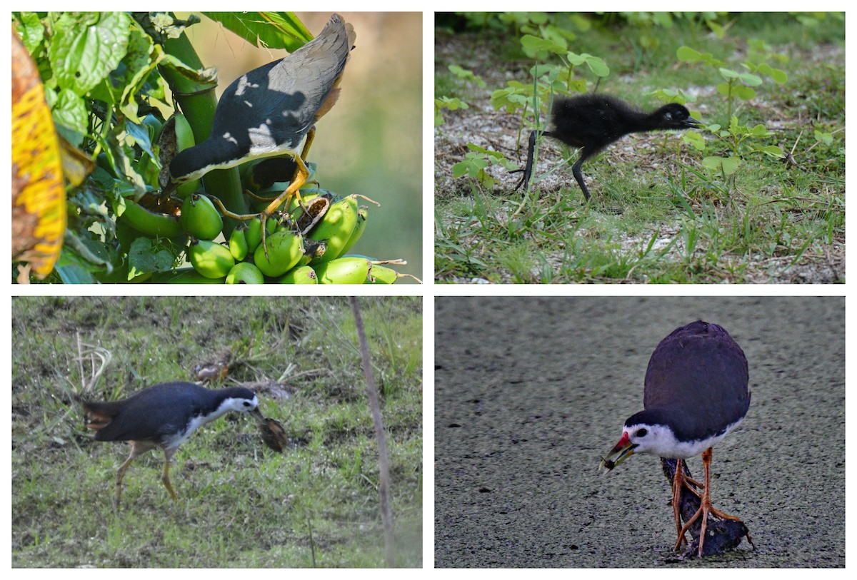 Белогрудый погоныш - ML646677335