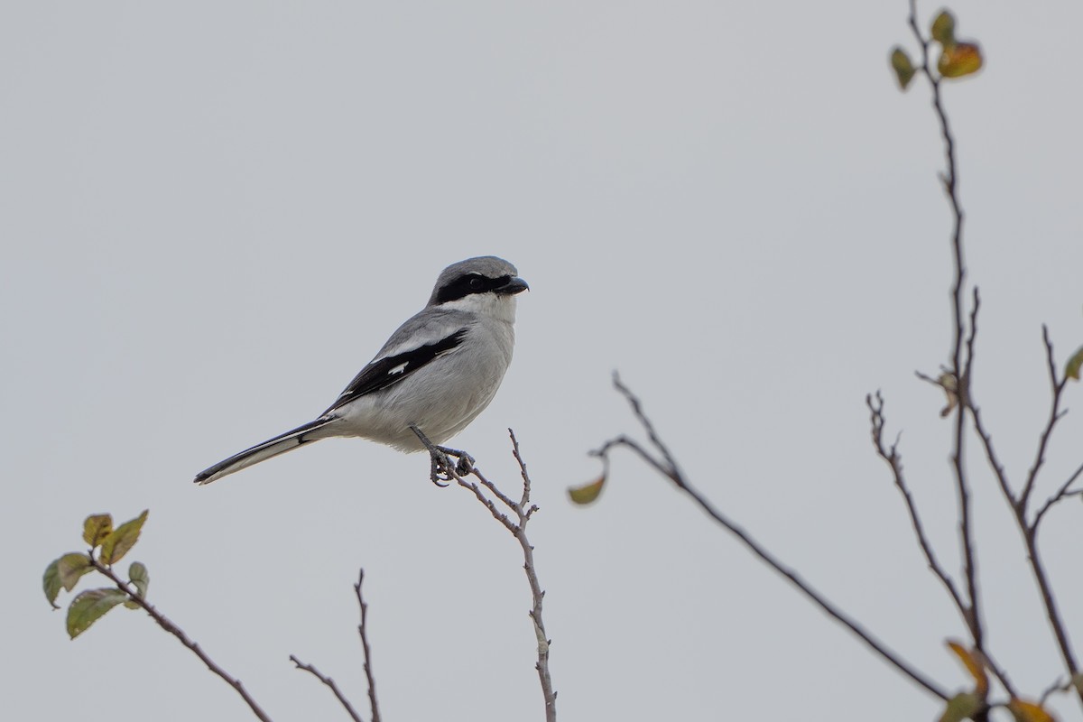 Pie-grièche migratrice - ML646677336