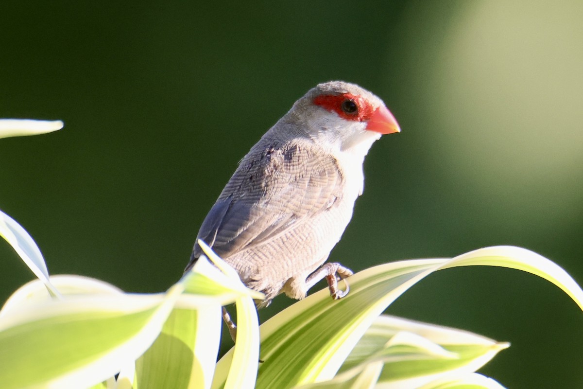 Common Waxbill - ML646677337