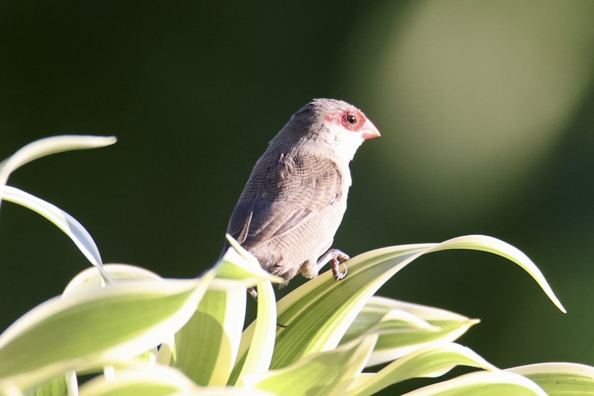 Common Waxbill - ML646677338