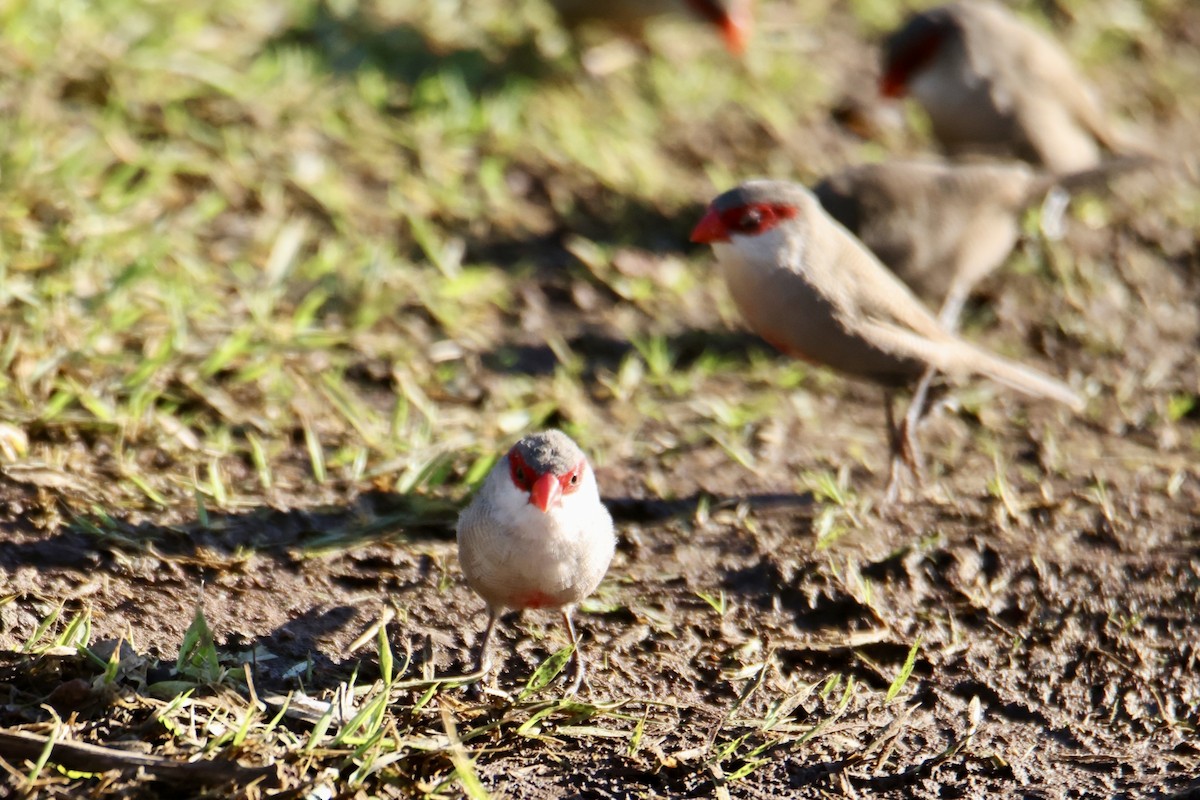 Common Waxbill - ML646677339