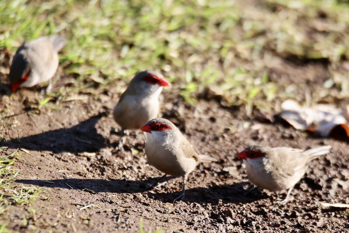 Common Waxbill - ML646677340