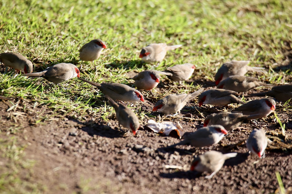 Common Waxbill - ML646677341