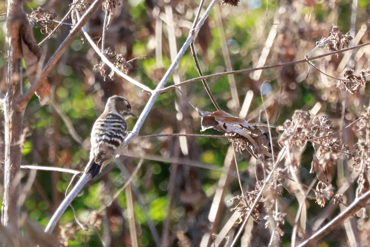 Japanese Pygmy Woodpecker - ML646677343