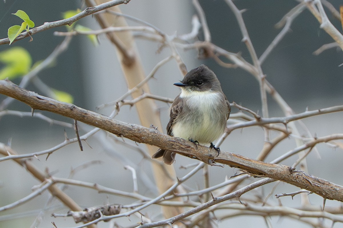 Eastern Phoebe - ML646677346