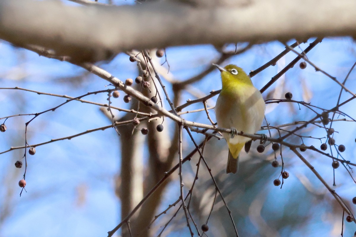 Warbling White-eye - ML646677349