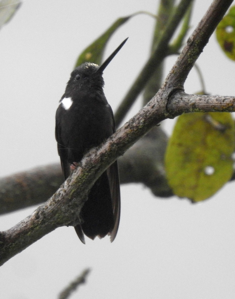 Black Inca - ML646677351