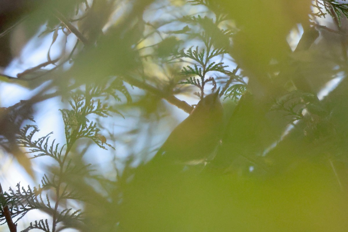 Goldcrest - ML646677353