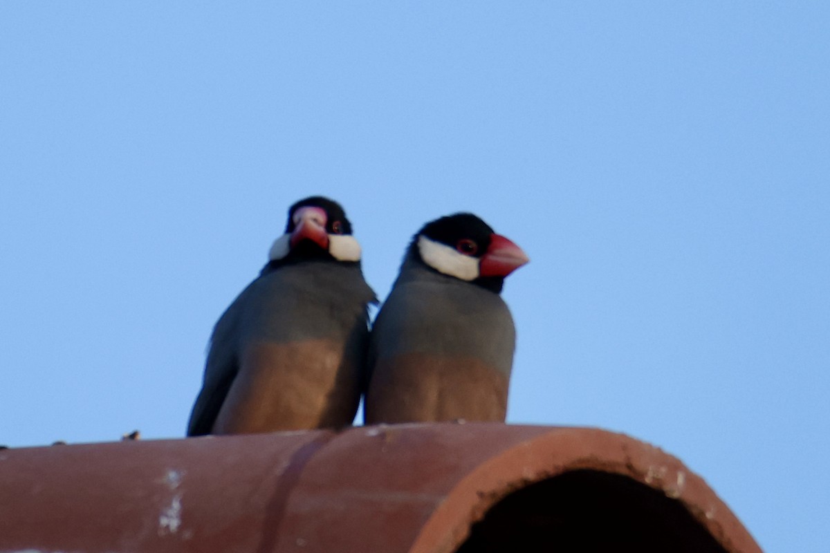 Java Sparrow - ML646677354