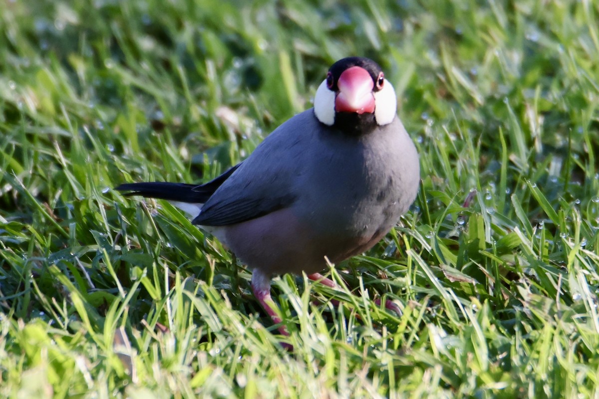 Java Sparrow - ML646677355