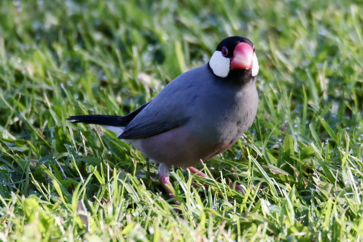 Java Sparrow - ML646677356