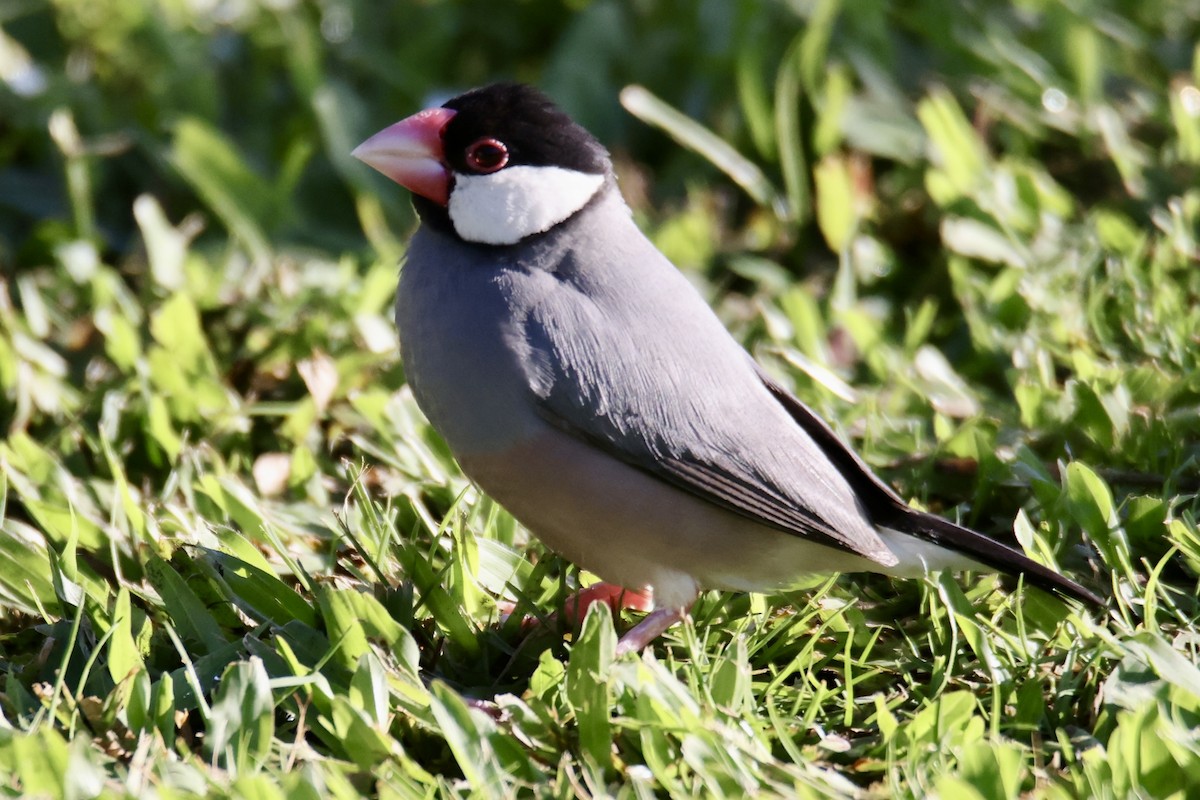 Java Sparrow - ML646677357
