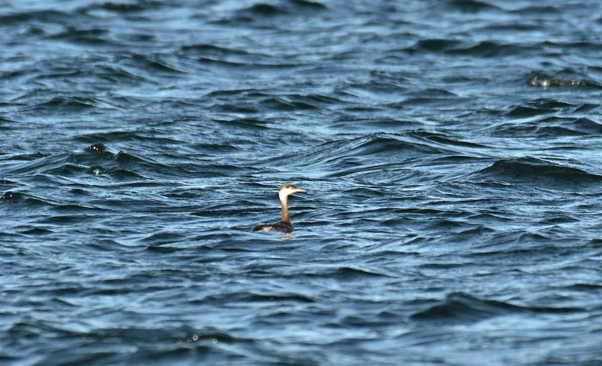 Horned Grebe - ML646677362