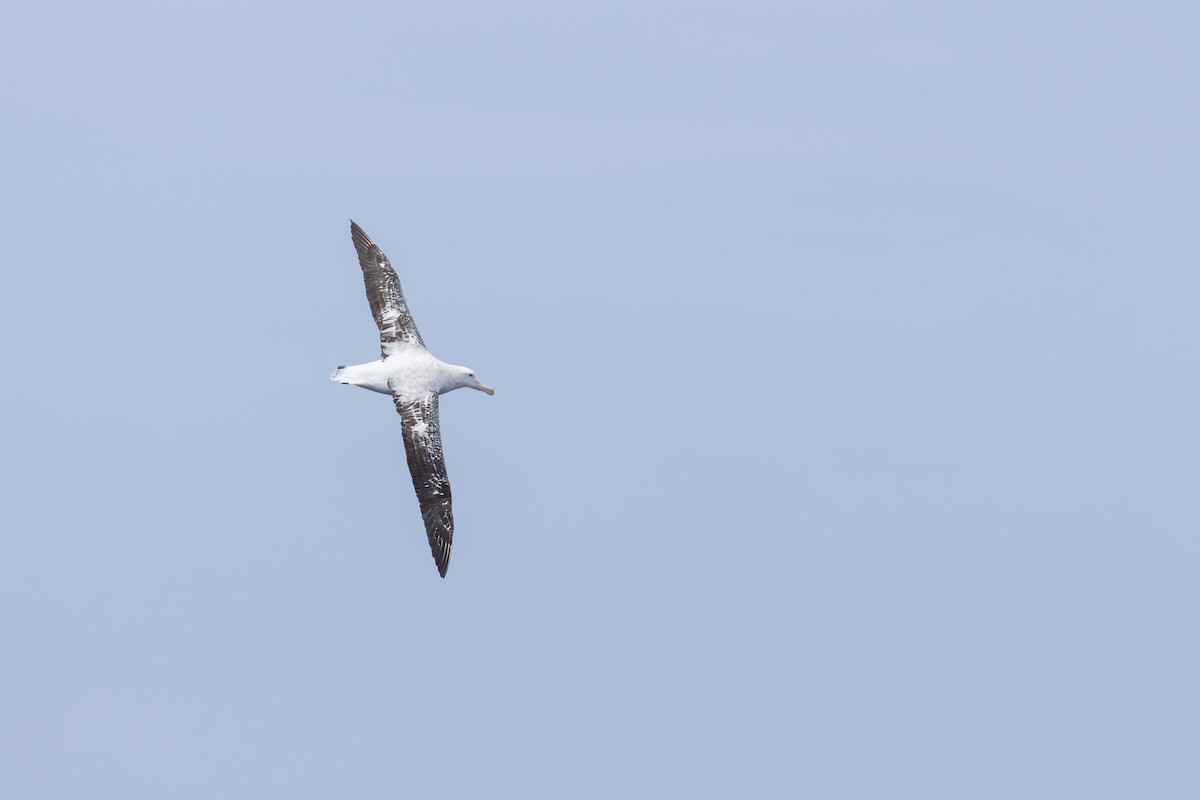Antipodean Albatross (Gibson's) - ML646677363