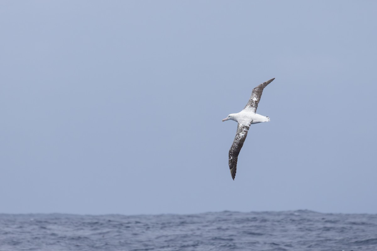 Antipodean Albatross (Gibson's) - ML646677364