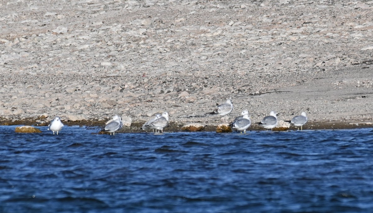 Goéland à bec cerclé - ML646677365