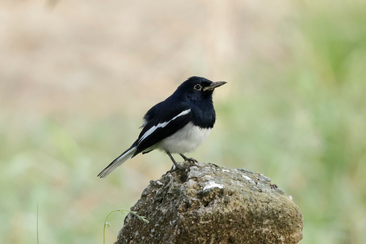 Oriental Magpie-Robin - ML646677368