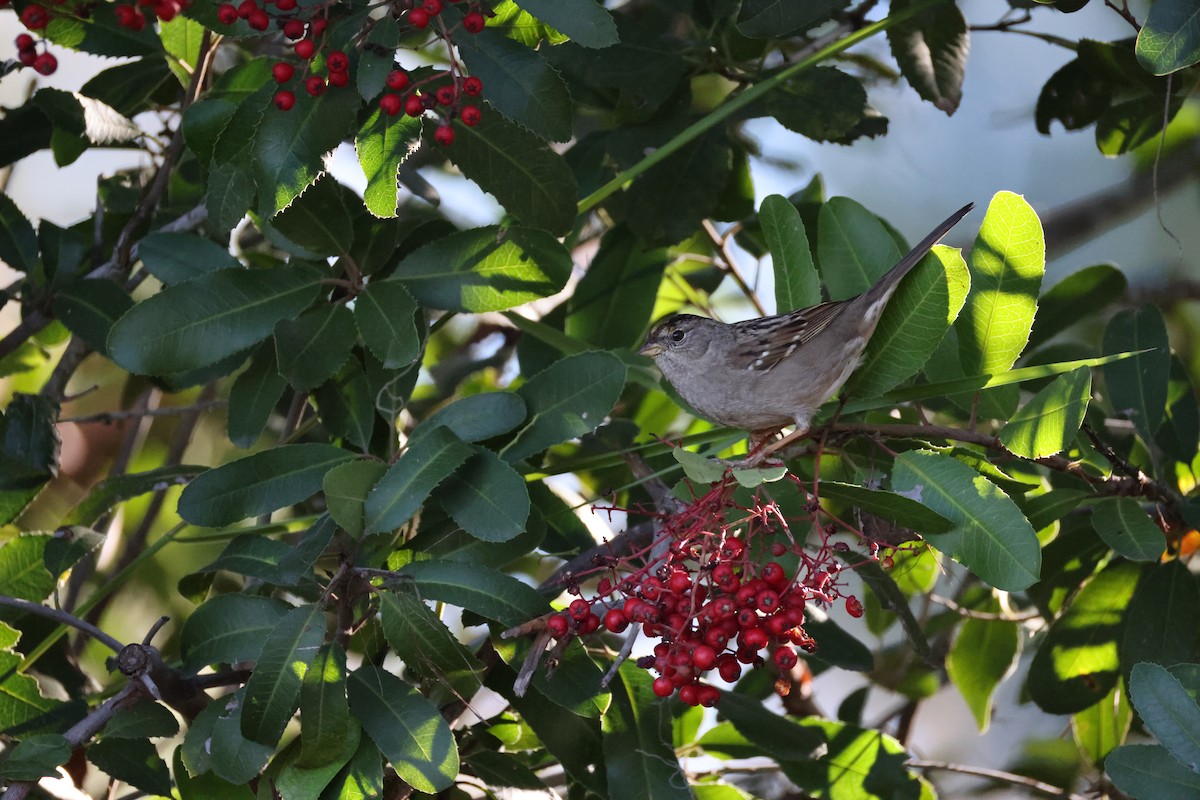 Golden-crowned Sparrow - ML646677369
