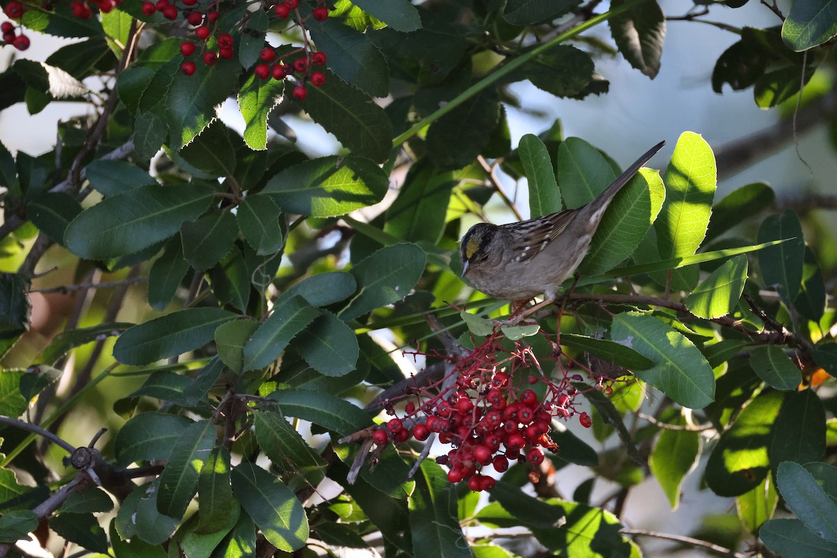 Golden-crowned Sparrow - ML646677370