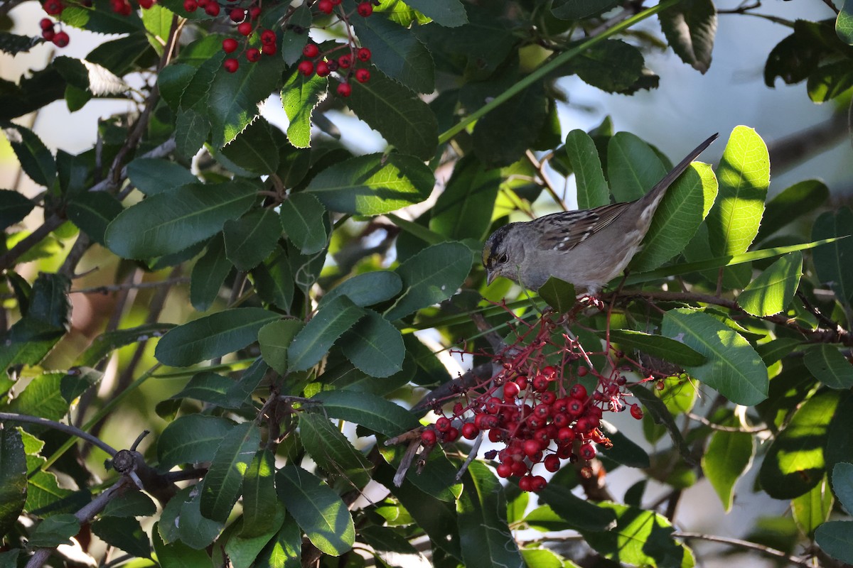 Golden-crowned Sparrow - ML646677371