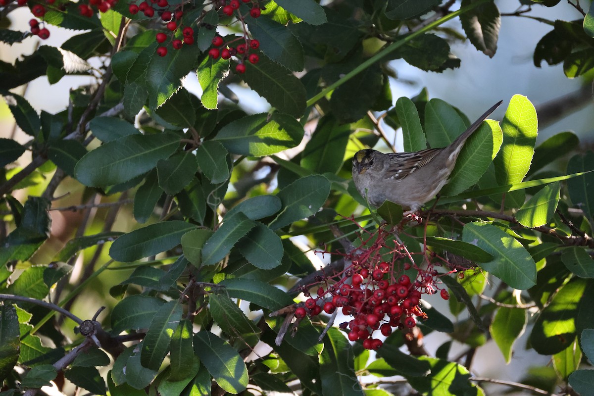 Golden-crowned Sparrow - ML646677372