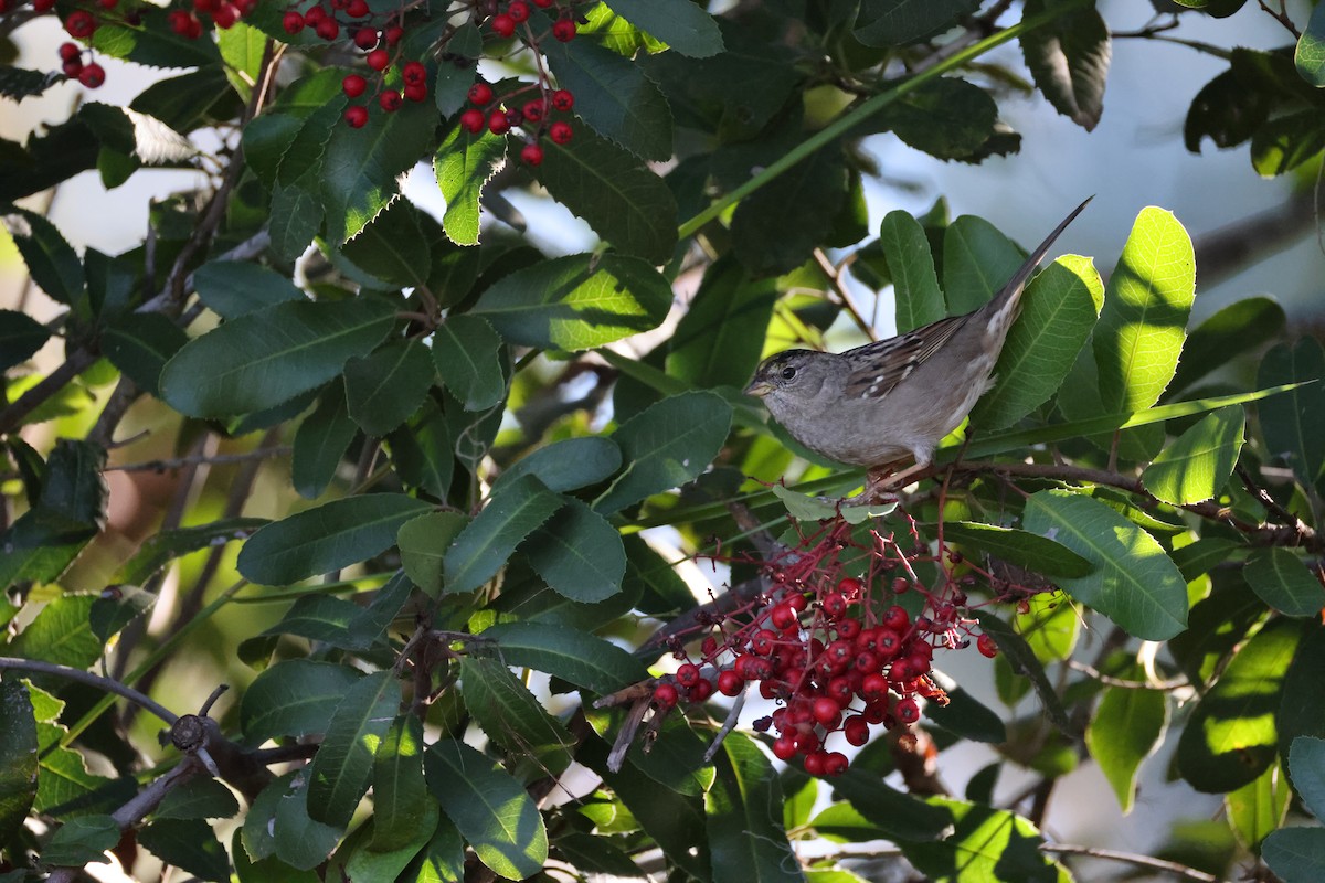 Golden-crowned Sparrow - ML646677373