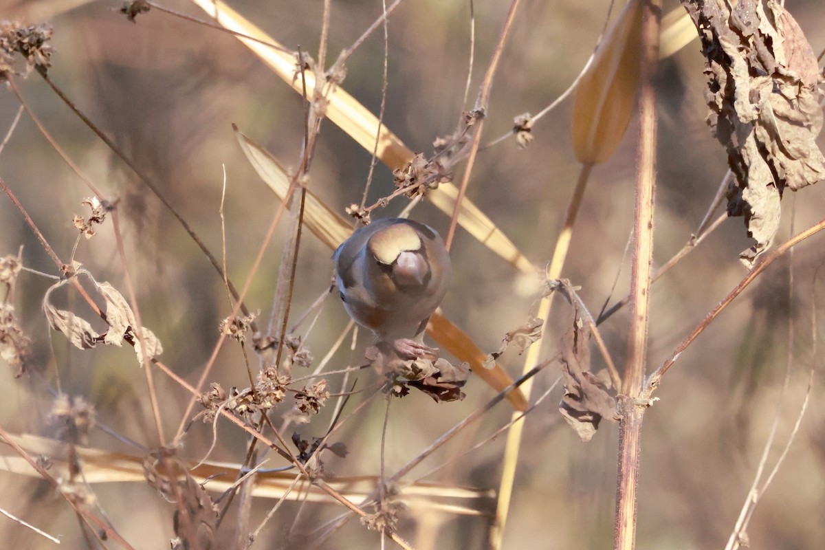 Hawfinch - ML646677375