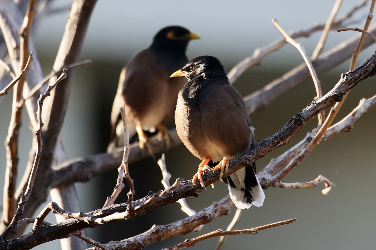 Common Myna - ML646677376